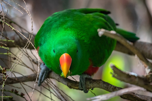 Porträt des männlichen Eclectus-Papageien (Eclectus roratus) in den Bäumen. - Foto, Bild