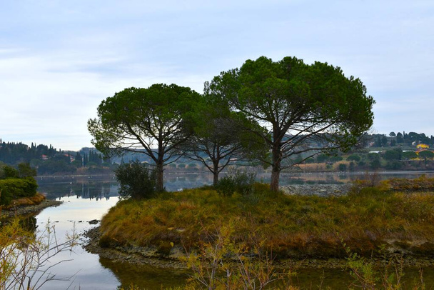Árboles mediterráneos de pino de piedra (Pinus pinea) en Strunjan en Primorska, Eslovenia - Foto, imagen