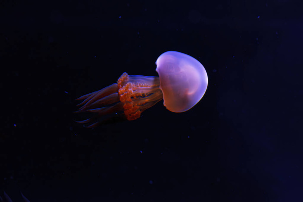 Unterwasseraufnahmen der schönen Flammenqualle rhopilema esculentum aus nächster Nähe - Foto, Bild