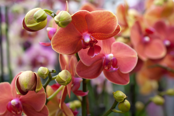 korálové phalaenopsis orchideje - Fotografie, Obrázek
