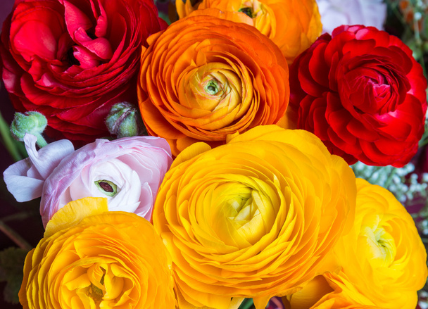 Unas flores de colores buttercup
 - Foto, Imagen