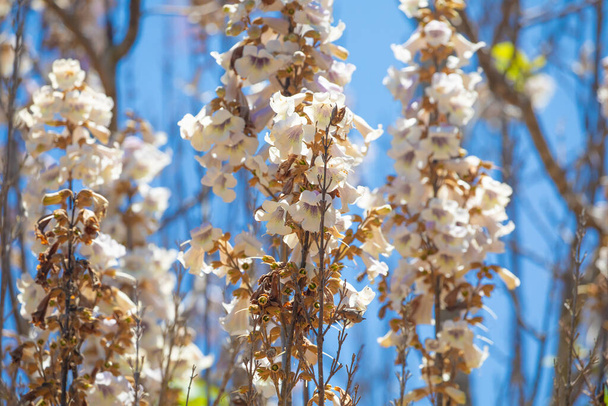 Growing Paulonia Imperial (Paulownia tomentosa) white-pink clusters of inflorescences delicate paulonia flowers against blue sky sunny day. selective focus. white flower background. Madagascar - Photo, Image