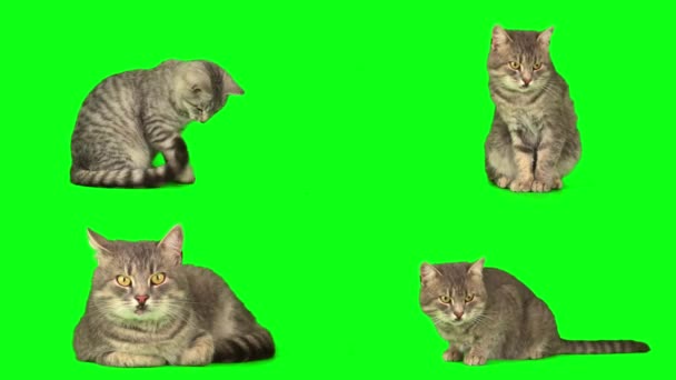 gatto gattino impostato sullo schermo di sfondo verde - Filmati, video