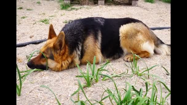 Duitse herder hond ligt op een groen jong gras hd - Video