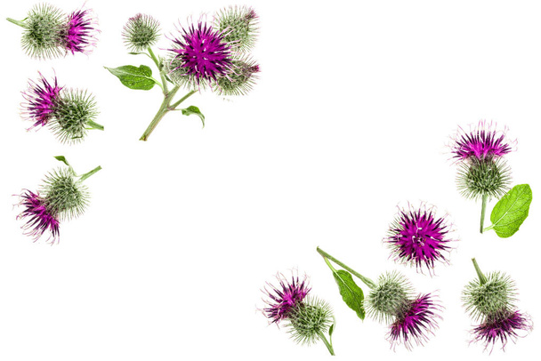 Burdock flower isolated on white background. Medicinal plant: Arctium. Top view with copy space for your text. Flat lay pattern. - Photo, Image