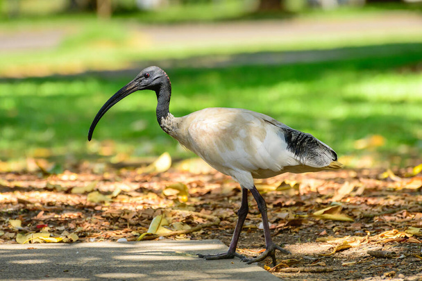 Australian white ibis (Threskiornis molucca) a large bird with a black head and white plumage, the animal walks on the green grass in the park on a sunny day. - Photo, Image