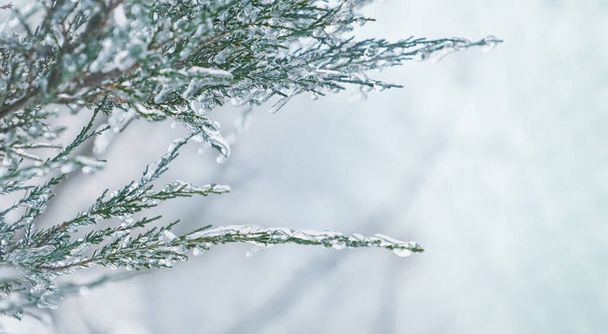 Rama de abeto esmeralda nevada en hielo sobre un fondo natural blanco claro. imagen de fondo - Foto, Imagen