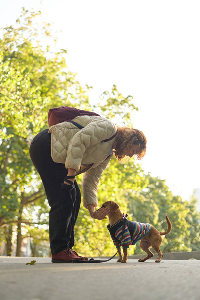Trening psów w jesiennym parku o zachodzie słońca. Szczęśliwa brunetka, biała kobieta w luźnych ciuchach, karmiąca swoje skoncentrowane jamniki na świeżym powietrzu. Wysokiej jakości zdjęcie pionowe - Zdjęcie, obraz
