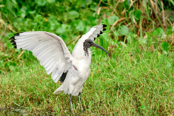 Australian white ibis (Threskiornis molucca) a large bird with a black head and white plumage, the animal stands with spread wings on the green grass on the shore of a pond in the park on a sunny day. - Photo, Image