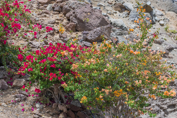 Vista de perto de plantas florescentes vibrantes em uma superfície rochosa. Espanha. - Foto, Imagem
