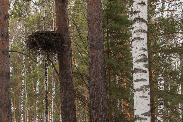 nest tree trunk forest - Фото, зображення