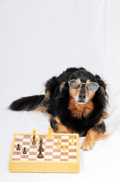 Perro inteligente jugando al ajedrez
 - Foto, imagen