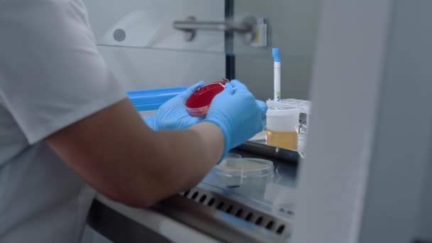 La científica trabaja con la prueba de orina, difunde la muestra en la placa de Petri para el análisis bioquímico en el laboratorio clínico moderno. Trabajador médico realiza investigación biotecnológica o farmacéutica en laboratorio avanzado. - Metraje, vídeo