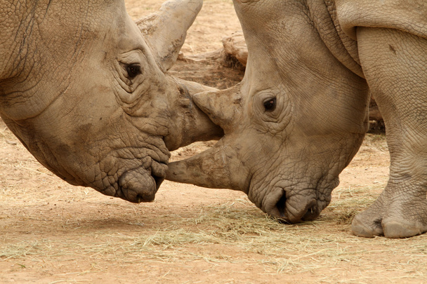 White Rhinoceros Battle 17 - Photo, Image