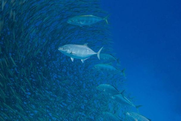 peces grandes predetory en una enorme escuela de peces pequeños en agua de mar azul de Egipto - Foto, Imagen