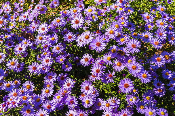 Zonnige herfstdag.Bloeiende paarse vaste plant aster.Bloemen achtergrond.Kopieer ruimte. - Foto, afbeelding