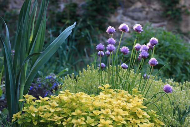 Yellow oregano, flowering chives,  blue borage and leek in morning sun. Ecological gardening combines different types of vegetable and flowers.   - Photo, Image