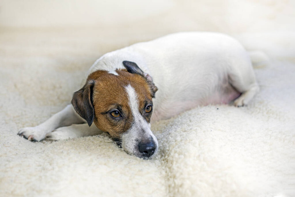 面白い妊娠した犬のジャック・ラッセル・テリアが,部屋の傷ついたラグの上に休んでいます. 妊娠中および授乳中の犬の世話をする - 写真・画像