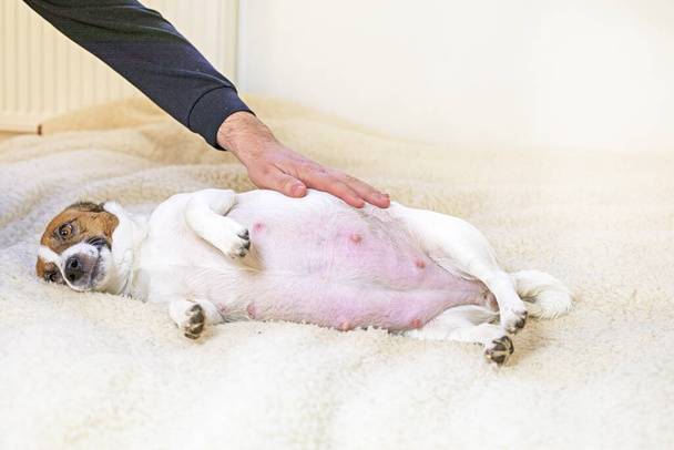 oliendo el vientre de un perro Jack Russell Terrier embarazada en la habitación. El cuidado de los perros embarazadas y lactantes - Foto, imagen