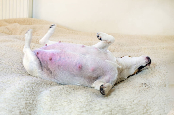 奇妙な妊娠した犬ジャック・ラッセル・テリアが,盗まれた敷物の上に休んでいます. 妊娠中の犬や看護犬の世話をする - 写真・画像