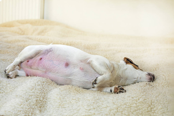 grappige zwangere hond Jack Russell Terrier rustend op een wollen kleed in de kamer. Zorgen voor drachtige en zogende honden - Foto, afbeelding