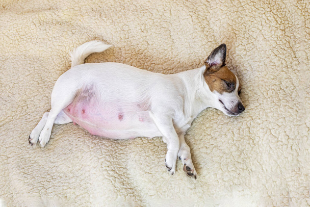uroczy pies terier Jack Russell ciąży leży na wełnianym dywanie. Opieka nad ciężarnymi i karmiącymi psami - Zdjęcie, obraz