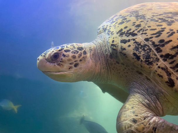 υποβρύχια άποψη της χελώνας κολύμπι στο νερό του ενυδρείου  - Φωτογραφία, εικόνα