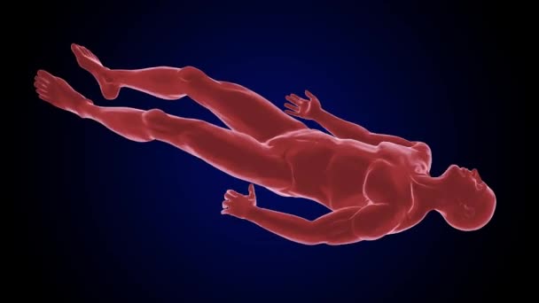 spieren in het menselijk lichaam stuiptrekkingen contract en ontspannen oncontroleerbaar beven van het lichaam ziekten 3D animatie - Video