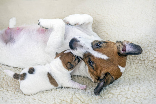 Jack Russell teriér pes s jeho novorozeně štěně na lehkém pozadí - Fotografie, Obrázek