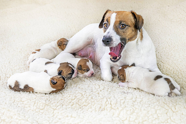 позіхання собаки Джека Рассела Тер'єра зі своїми новонародженими цуценятами на світлому тлі - Фото, зображення