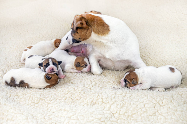 милый Джек Рассел терьер собака со своими новорожденными щенками на светлом фоне - Фото, изображение