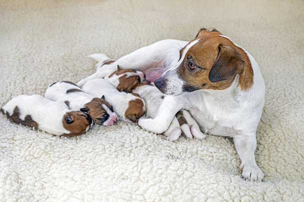 mladý Jack Russell teriér pes se svými novorozenými štěňaty hledá prsa své matky na lehkém pozadí - Fotografie, Obrázek