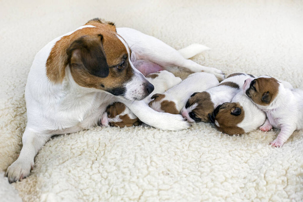 молодая собака-терьер Джека Рассела со своими новорожденными щенками на светлом фоне - Фото, изображение