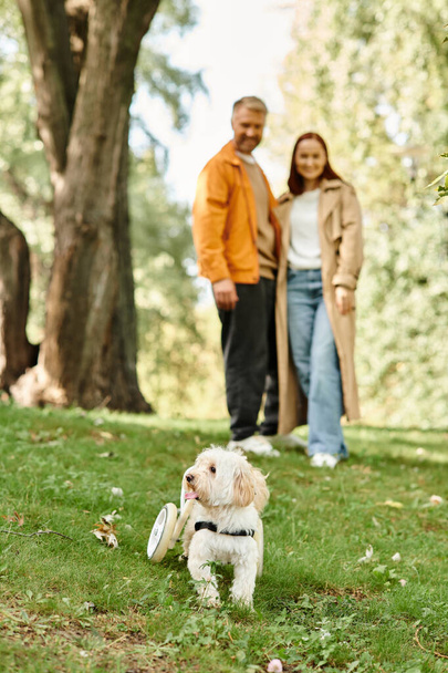 Мужчина и женщина стоят в траве, сближаясь со своей собакой. - Фото, изображение