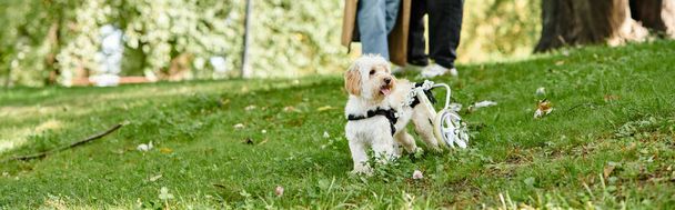 Un pequeño perro blanco se encuentra en la parte superior de un campo verde exuberante. - Foto, Imagen