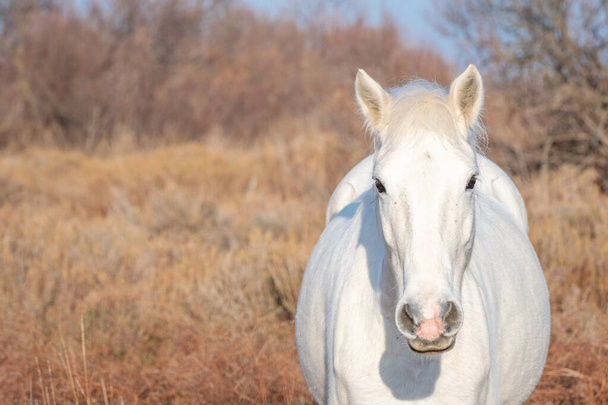 Biały koń Camargue na południu Francji. Konie hodowane w środku byków Camargue w stawach Camargue. Wyszkoleni do jazdy przez ogrodników. - Zdjęcie, obraz