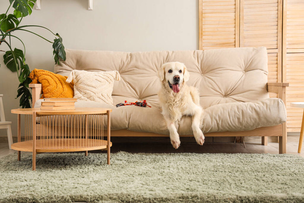 Милая собака-лабрадор лежит дома на диване - Фото, изображение