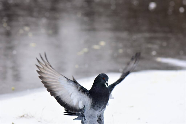 зграя голубів на замерзлому озері в похмурий зимовий день крупним планом - Фото, зображення