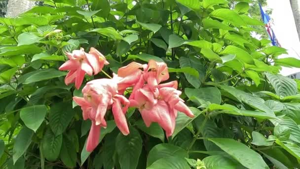 Mussaenda pubescens with a natural background. Also called Nusa Indah, Ashanti blood, Tropical dogwood - Footage, Video