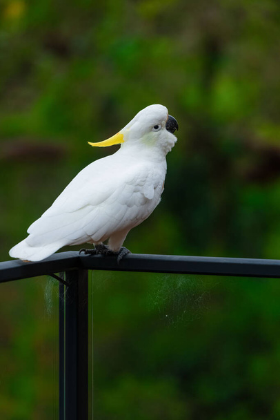 Cockatoo parrot sitting on a black hand rail in Australia. Sulphur-crested Cacatua galerita. Big white and yellow cockatoo with nature green background - Photo, Image