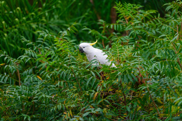 Cockatoo parrot sitting on a green tree branch in Australia. Sulphur-crested Cacatua galerita. Big white and yellow cockatoo with nature green background - Photo, Image