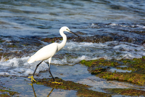 Valkoinen lintu Intian valtameren rannalla Sri Lankan saarella. - Valokuva, kuva