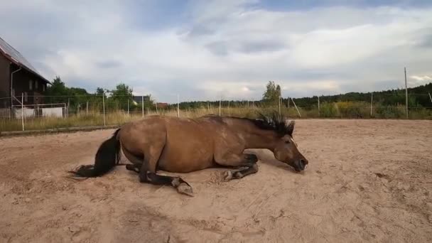 Pferd lag auf dem Rücken und hatte Spaß im Sand zu rollen - Filmmaterial, Video