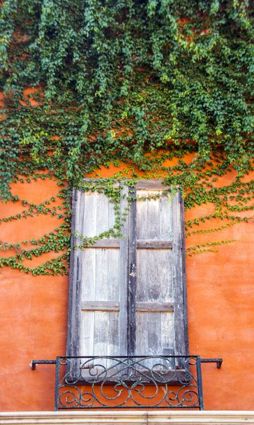 vintage window with ivy  - Фото, зображення