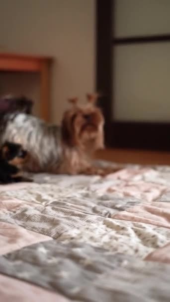 A kis Yorkshire Terrier kutya egy kiskutyával játszik. A kutya vigyáz a kiskutyájára. Háziállatok - Felvétel, videó