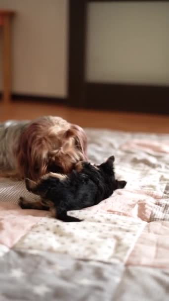Kleine Yorkshire Terrier hond speelt met een puppy. De hond zorgt voor zijn kleine puppy. Huisdieren voor huisdieren - Video