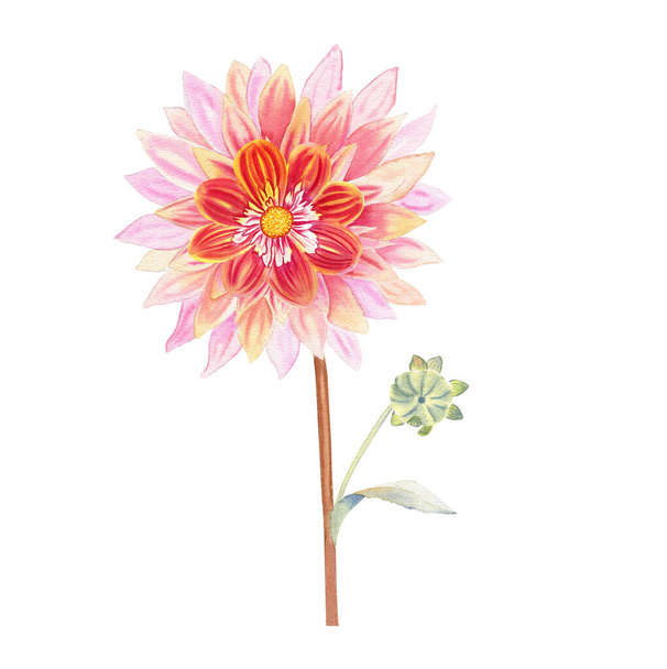 Dahlia çiçeği suluboya çizimi. Kartpostallar ve davetiyeler için elle çizilmiş gerçekçi botanik resim. - Fotoğraf, Görsel