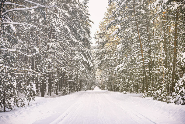 Автомобільна дорога через сосновий зимовий ліс, вкритий снігом в ясний сонячний день. Сосни вздовж країв дороги. Вінтажний фільм естетика. Тоноване зображення. - Фото, зображення