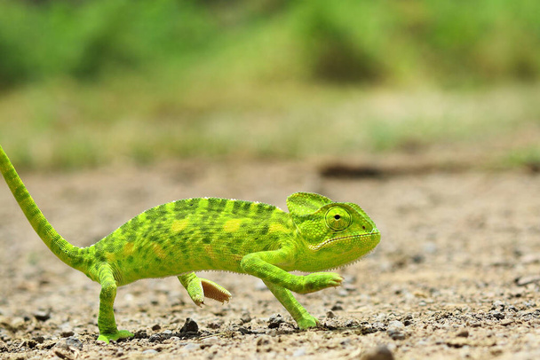 Veiled chameleon (chamaeleo calyptratus). Macro shots, Beautiful nature scene green chameleon. green chameleon - Chamaeleo calyptratus. Chameleon on the stone. Beautiful extreme close-up. - Photo, Image
