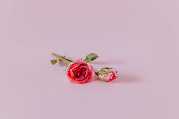 Kaunis vaaleanpunainen ruusu kukkia vaaleanpunainen pastelli taustalla. Tekstipaikka. - Valokuva, kuva